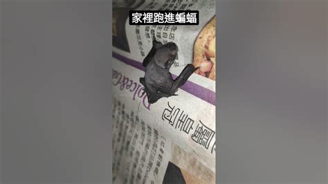 蝙蝠跑進來家裡|蝙蝠闖入家中！李李仁嚇壞向老婆求救 專家提出3大建。